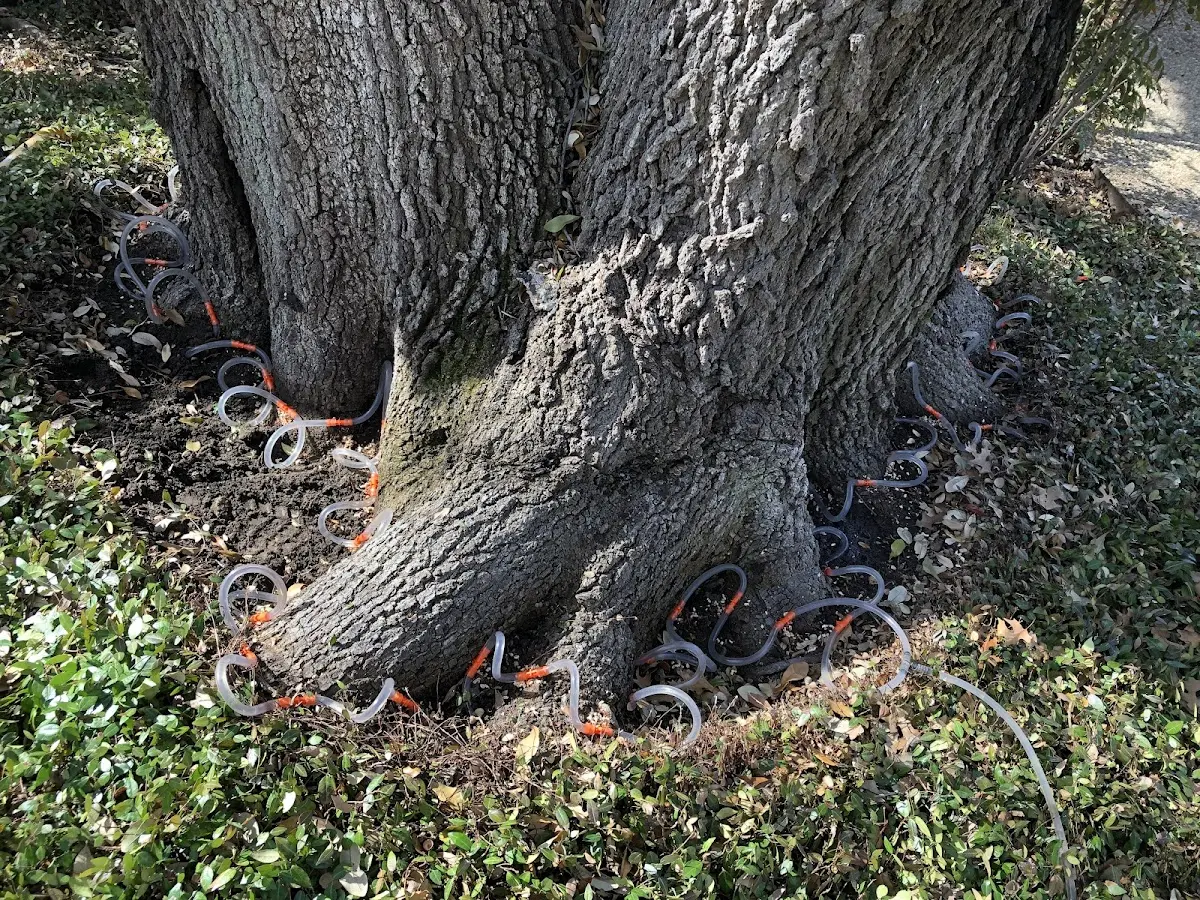 Detailed Shrub and Hedge Trimming job site in Bogard