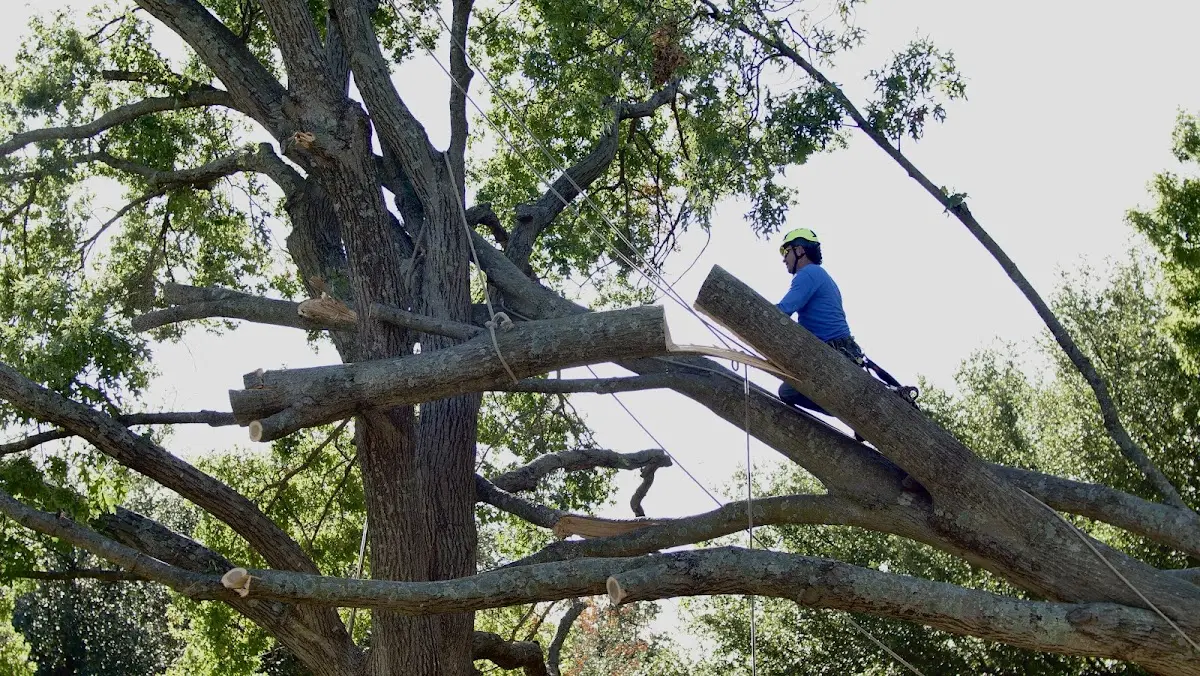 Professional Crown Thinning performed by certified arborists in Bogard